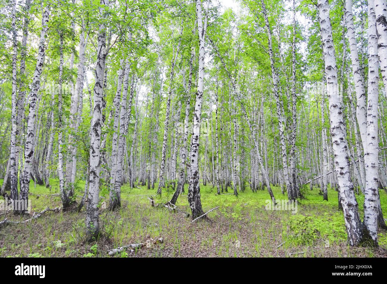 Birch forest in a summer Stock Photo - Alamy