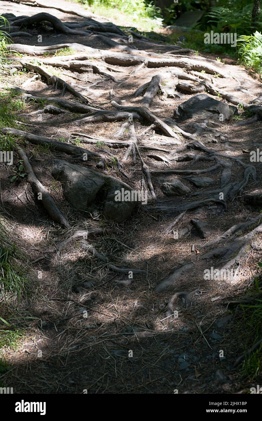 Twisting tree roots hi-res stock photography and images - Alamy