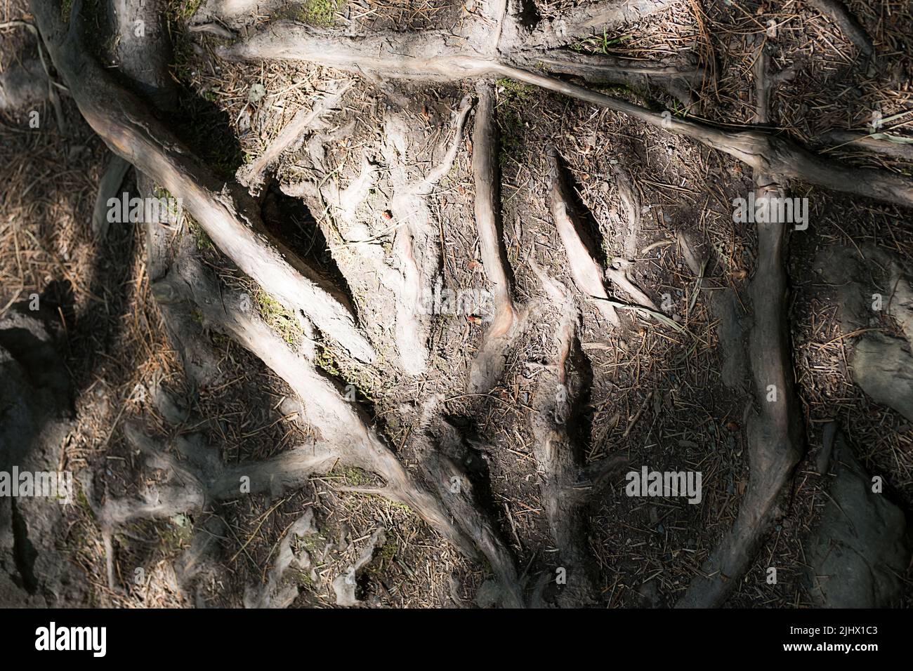 Twisting tree roots hi-res stock photography and images - Alamy