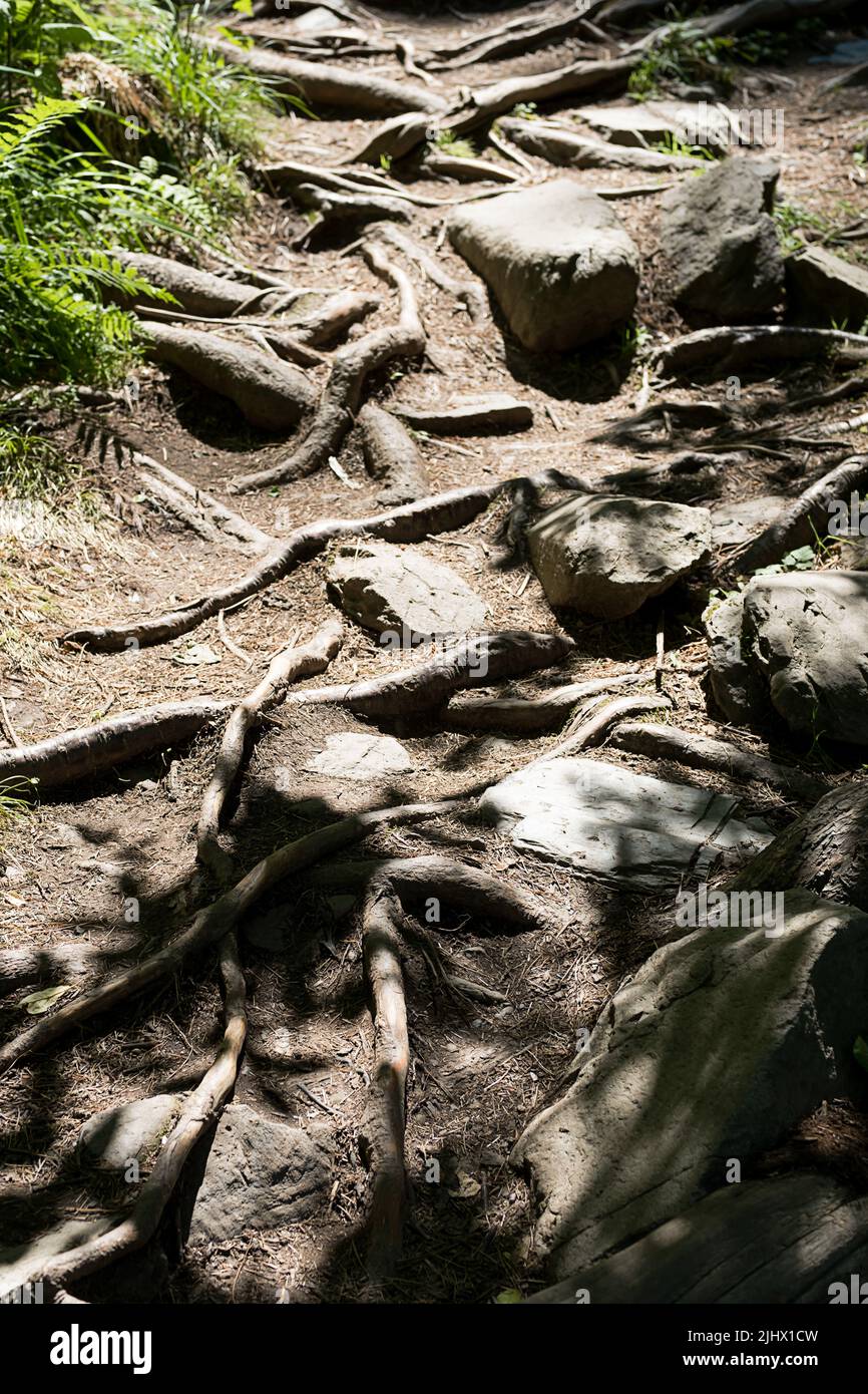 Twisting tree roots hi-res stock photography and images - Alamy