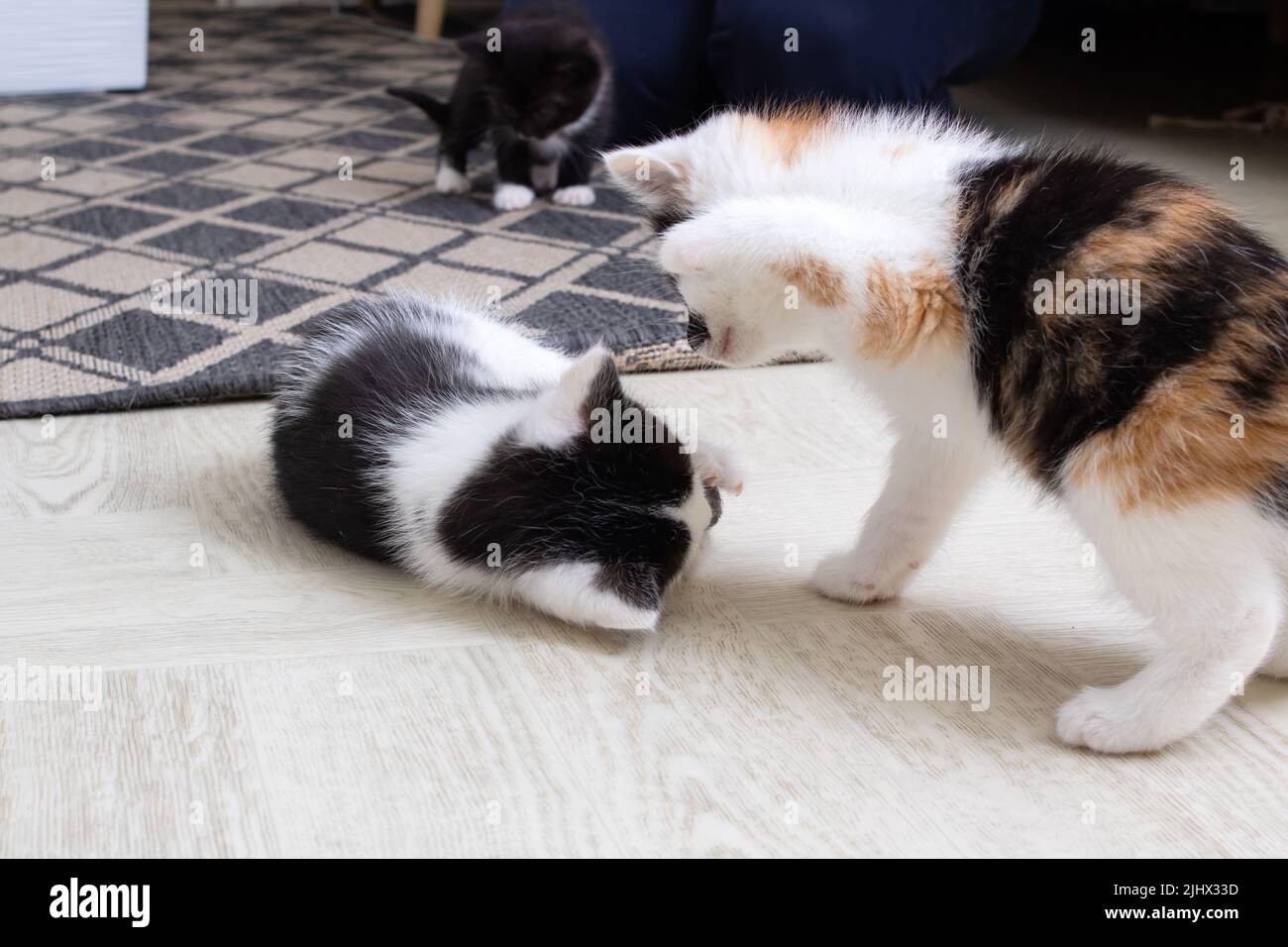 Two little kittens playing on the carpet close up Stock Photo
