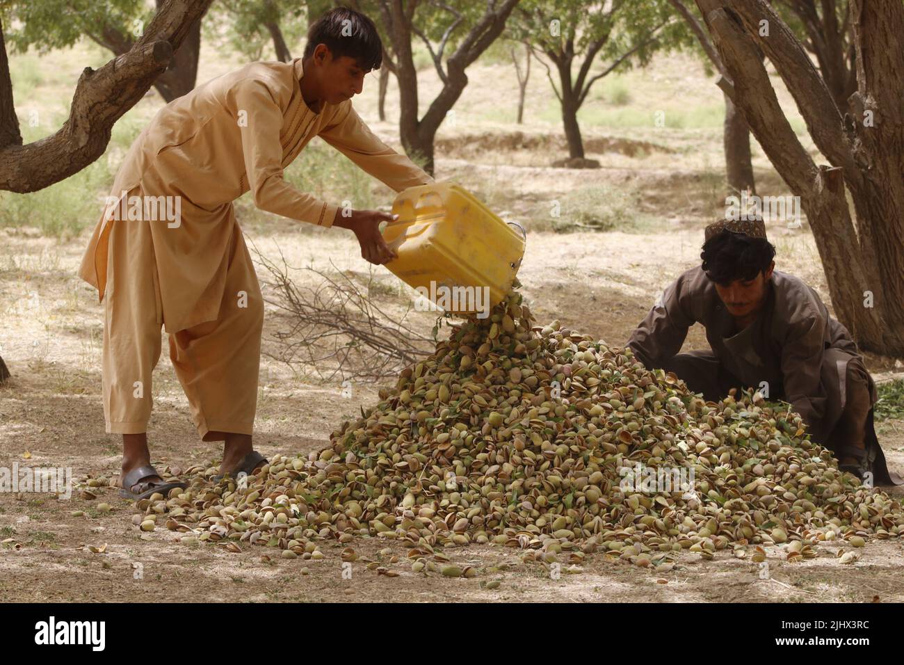 Samangan, Afghanistan. 20th July, 2022. Afghan farmers collect almonds in Samangan province, Afghanistan, July 20, 2022. Credit: Khibar Momand/Xinhua/Alamy Live News Stock Photo