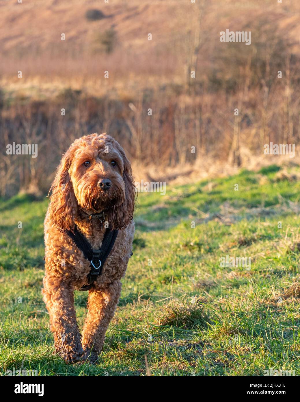 Cockapoo dog walking in a field enjoying the last of the evening light Stock Photo