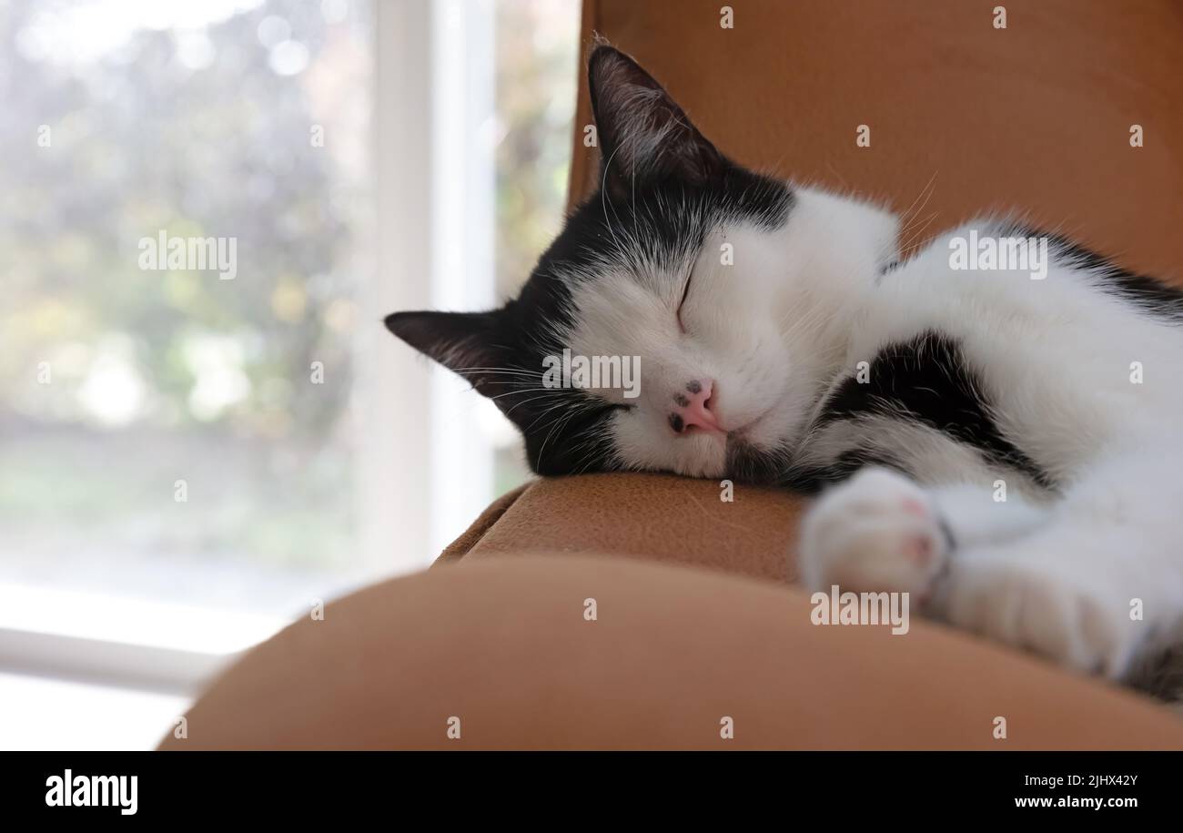 Black and white cat sleeping on a chair Stock Photo - Alamy