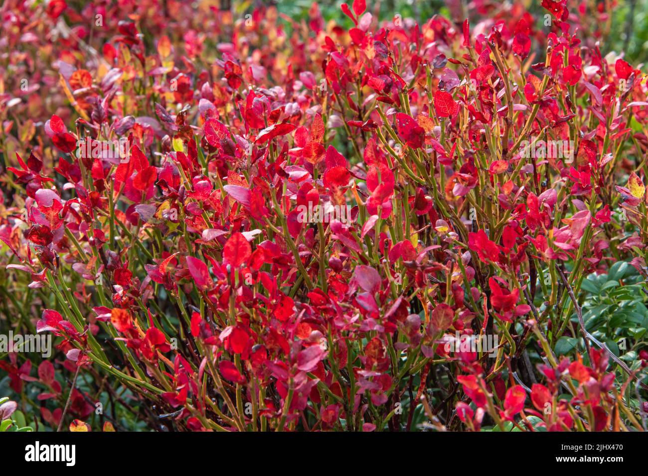 Blueberry bush in fall season with red leaves Stock Photo Alamy