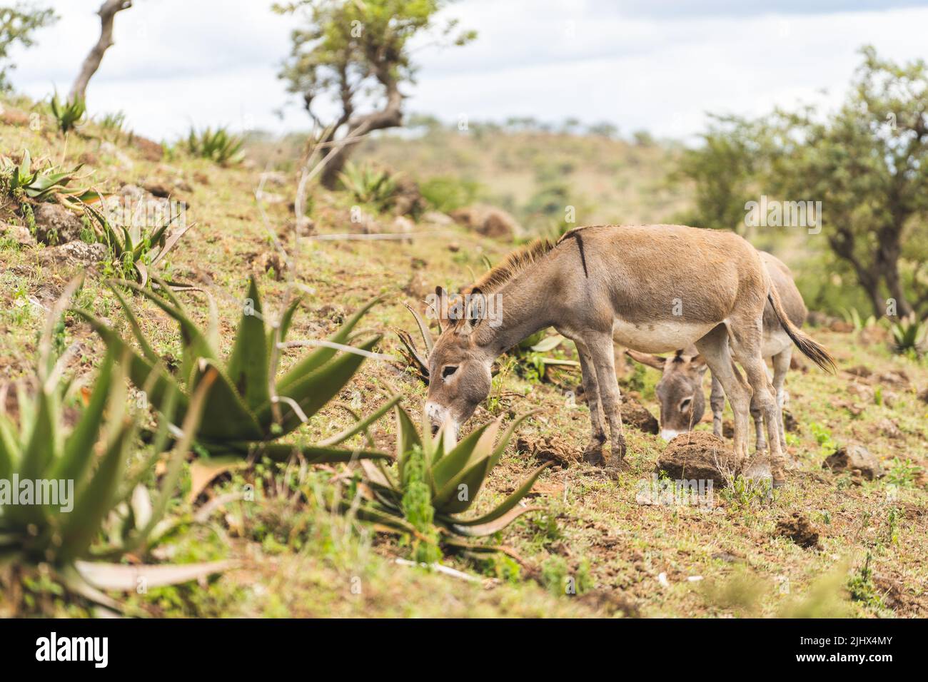 African wild donkeys hi-res stock photography and images - Alamy