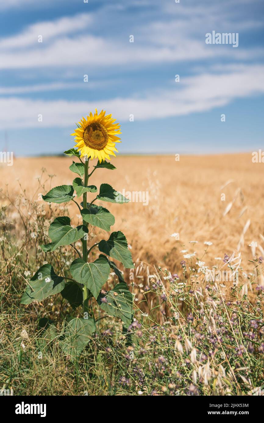 solitary sunflower in the middle of the field Stock Photo Alamy
