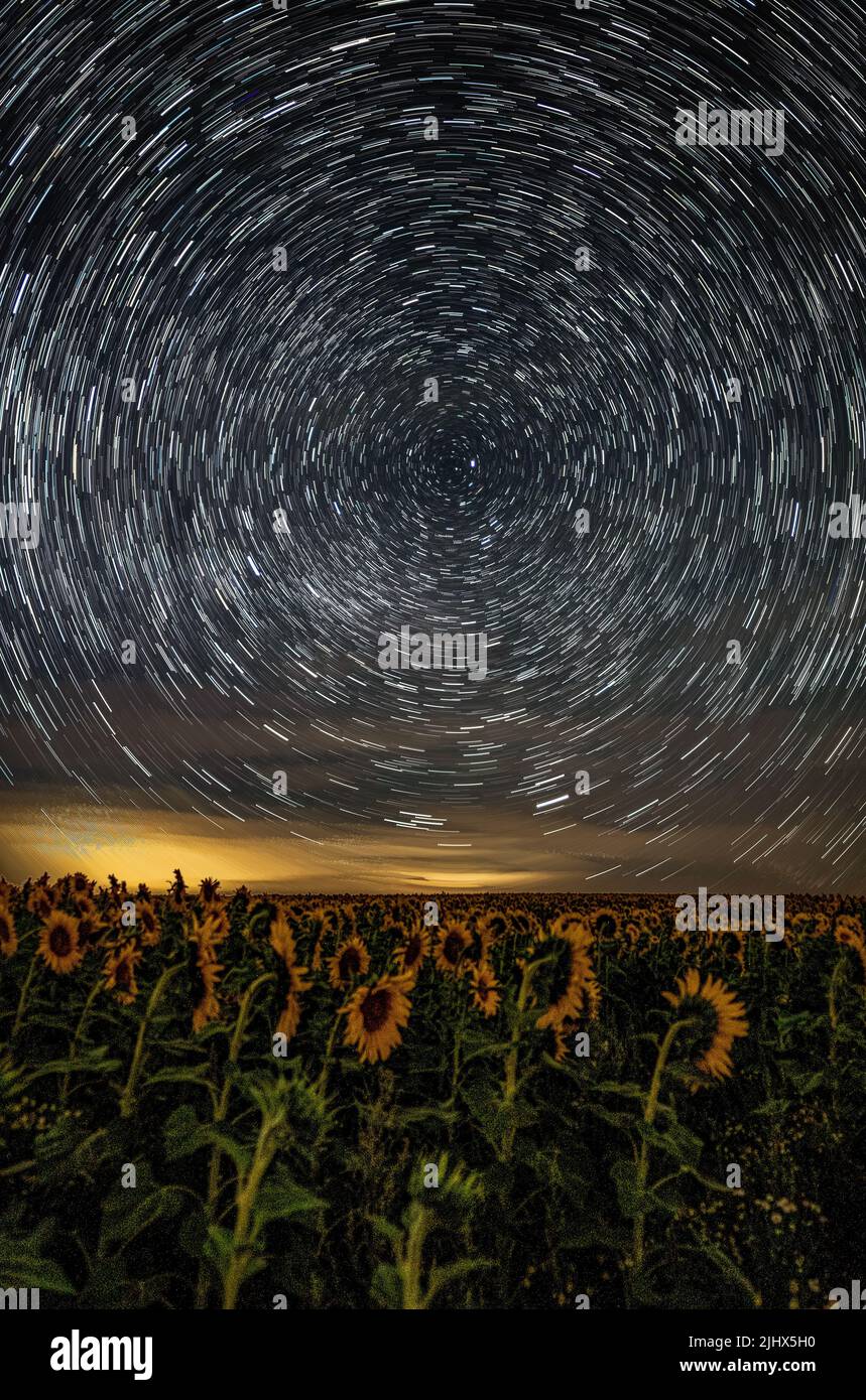 North Pole Star trails over the sunflower field at night in Bad Homburg Stock Photo