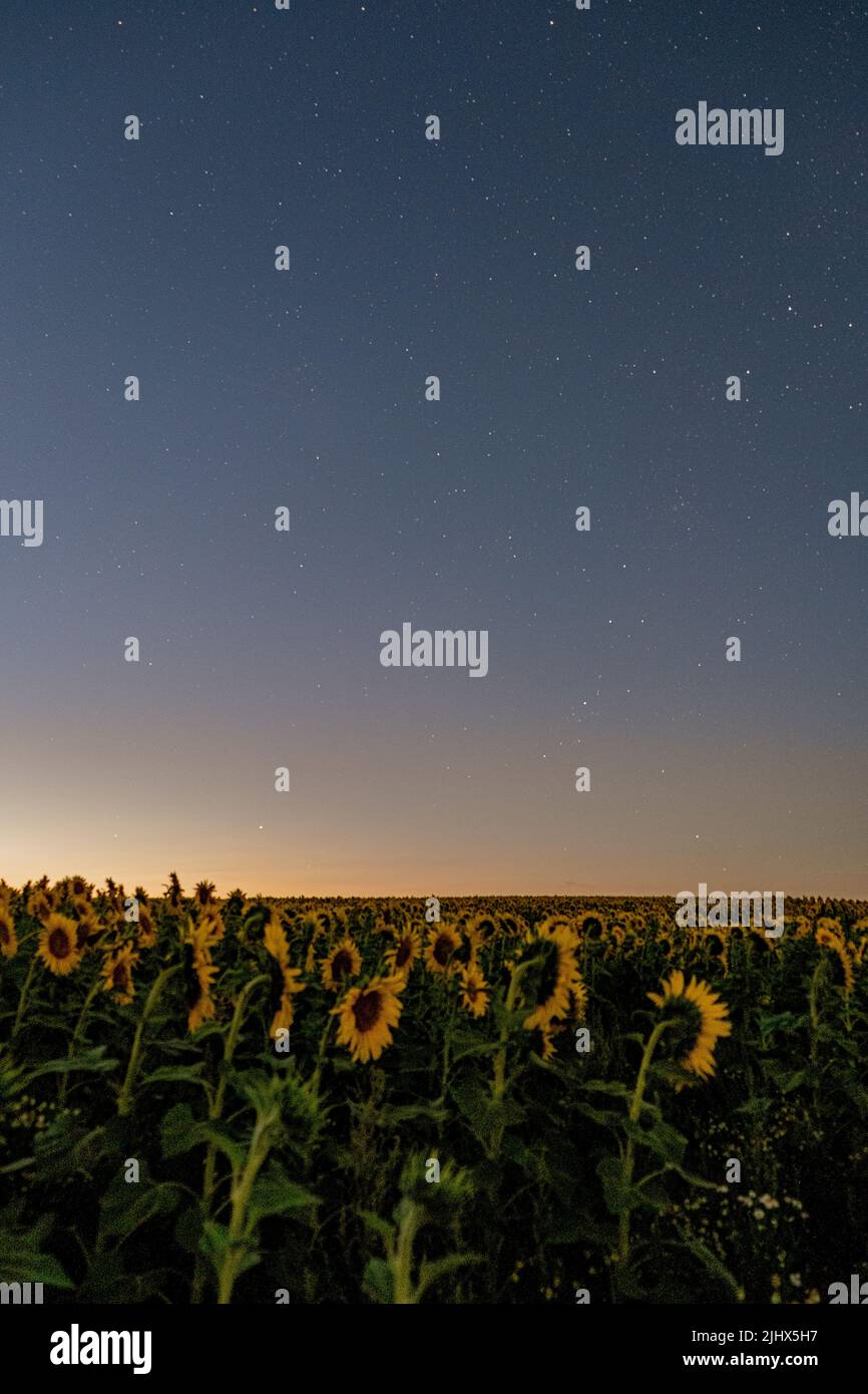 Sunflower at night near Frankfurt Stock Photo Alamy