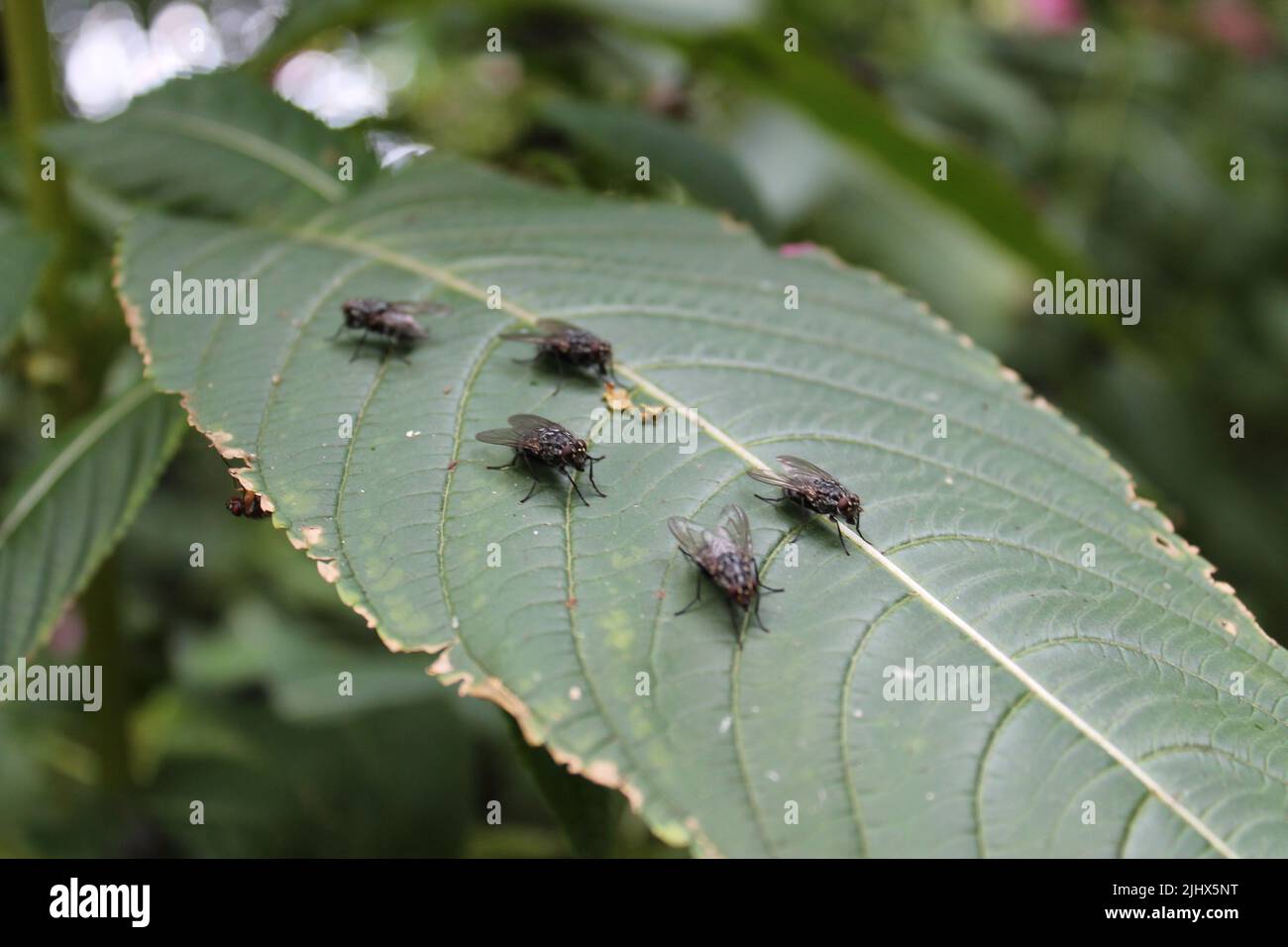 A closeup shot of common houseflies sitting on a leaf Stock Photo