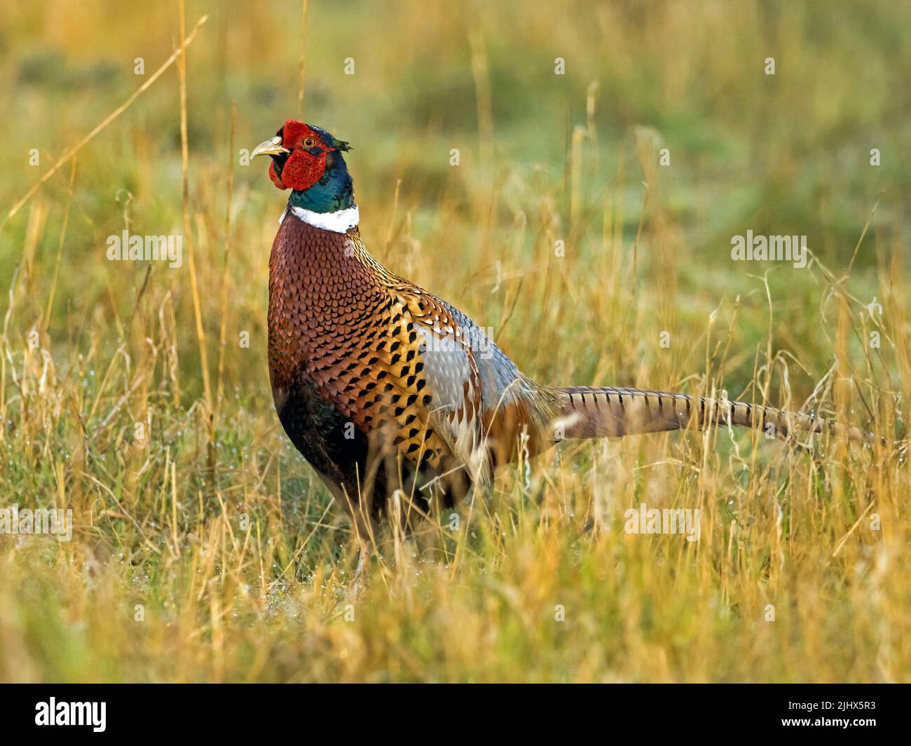 Male Pheasant (Phasianus colchicus) in morning light, Suffolk, England Stock Photo