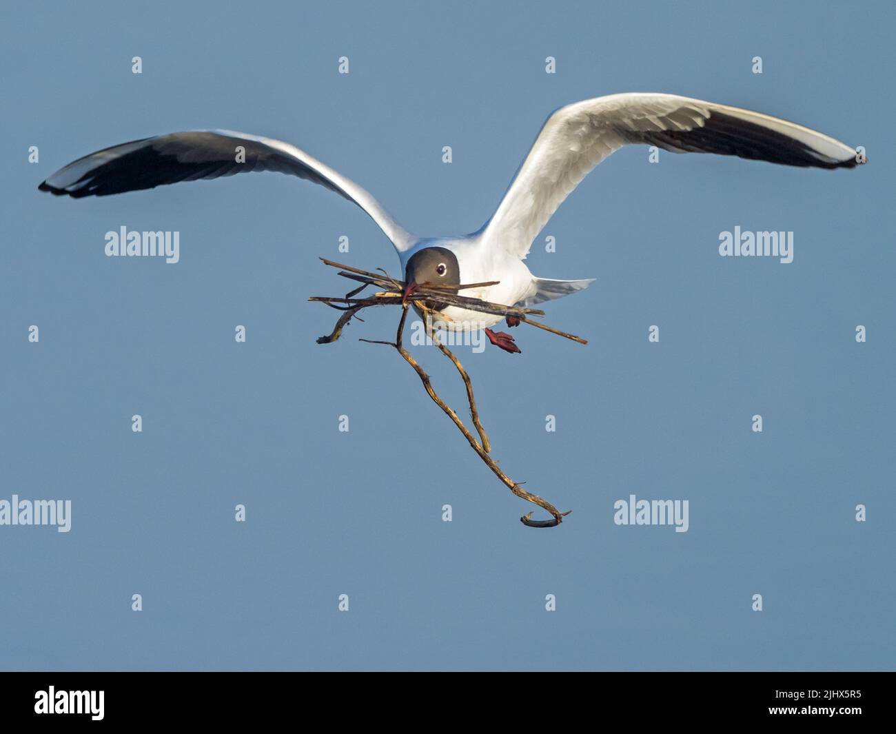 Adult Black-headed Gull (Chroicocephalus ridibundus) carrying nesting material, Suffolk, England Stock Photo