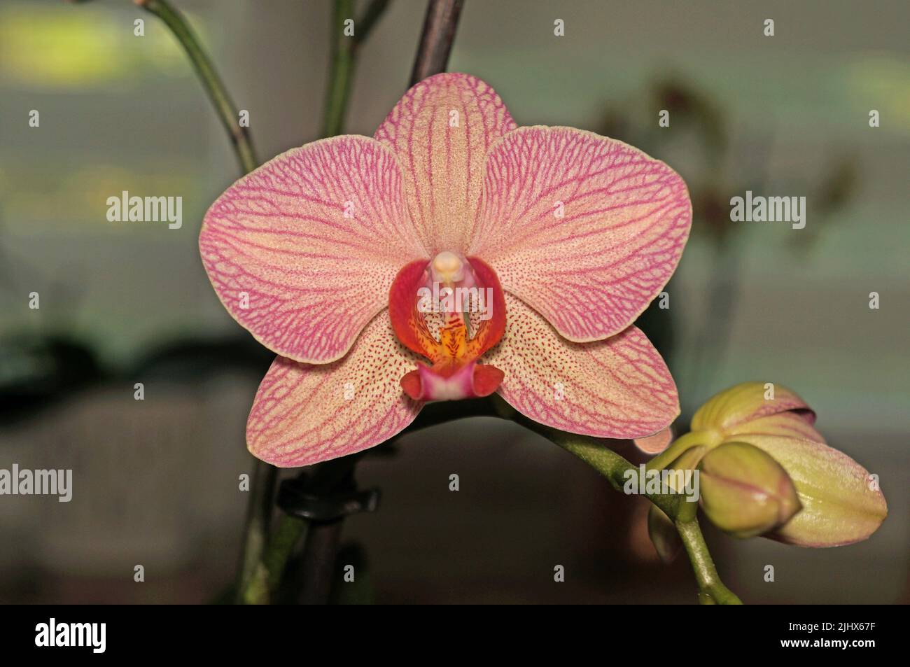 Phalaenopsis Diffusion (2 Rispen) Stock Photo