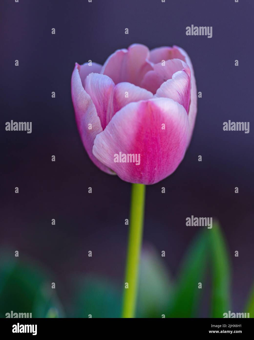 A selective focus shot of a pink tulip flower surrounded by green ...