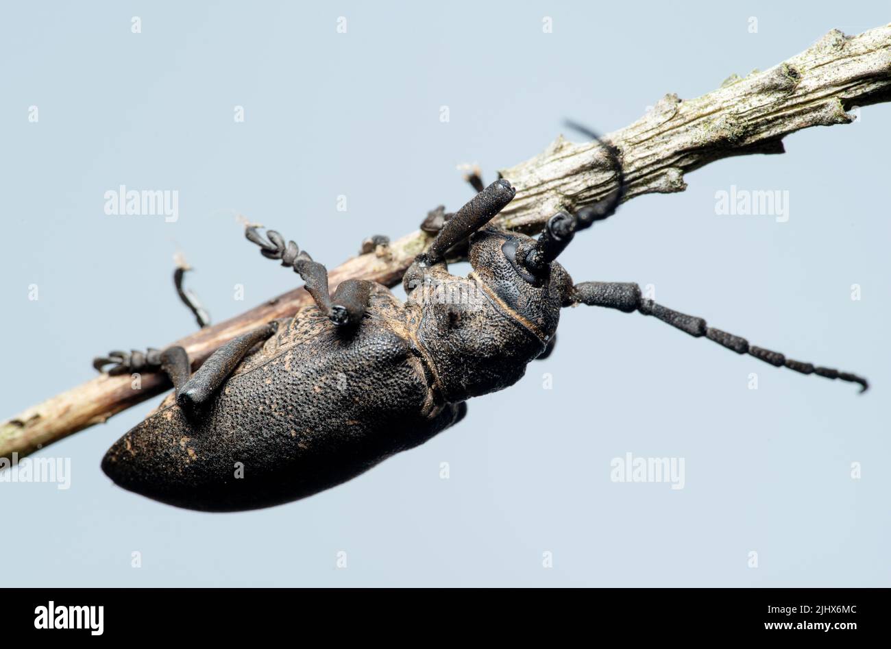 Lumberjack beetle hi-res stock photography and images - Alamy