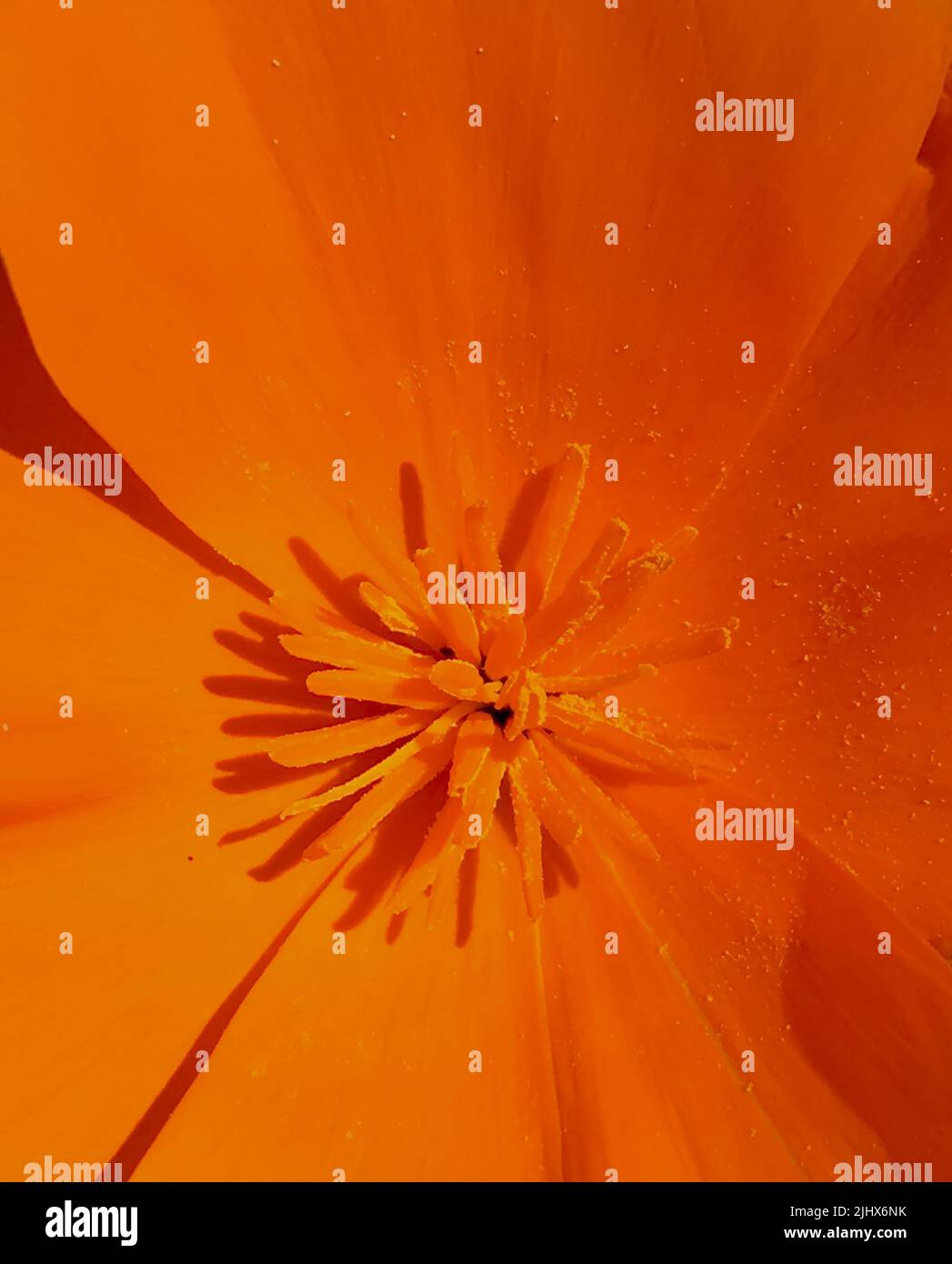 A closeup shot of an orange California poppy Stock Photo