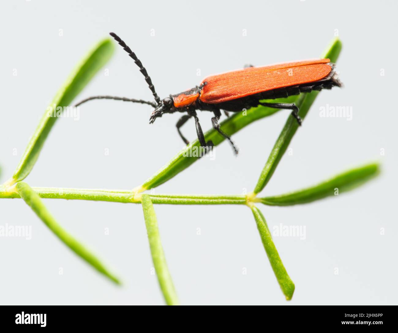 Bright red Net-winged beetle (Lygistopterus sanguineus) with black spots in the pine forest Stock Photo