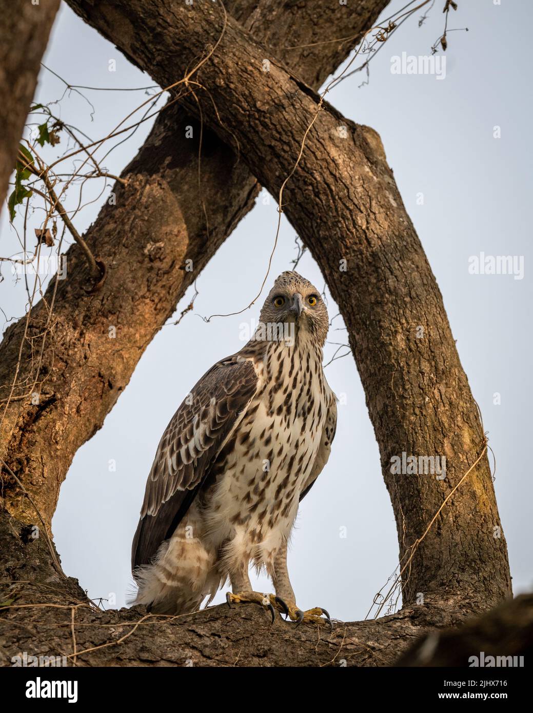 changeable or crested hawk eagle portrait with eye contact perched on tree in natural wood frame at dhikala zone of jim corbett national park  india Stock Photo