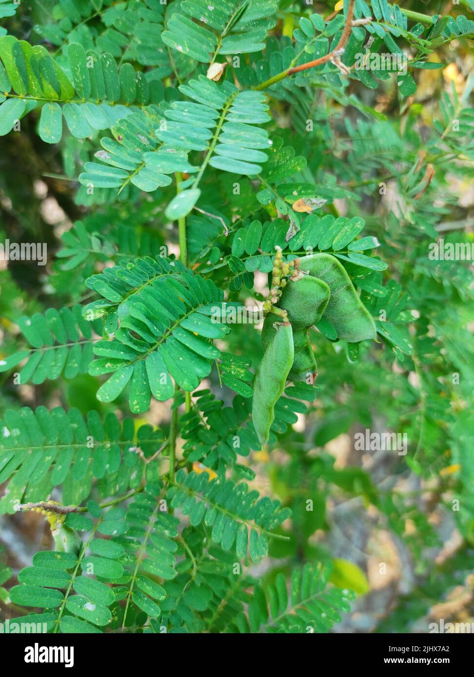A Neem gum is a natural extracted from Neem tree by induced or natural injury Stock Photo