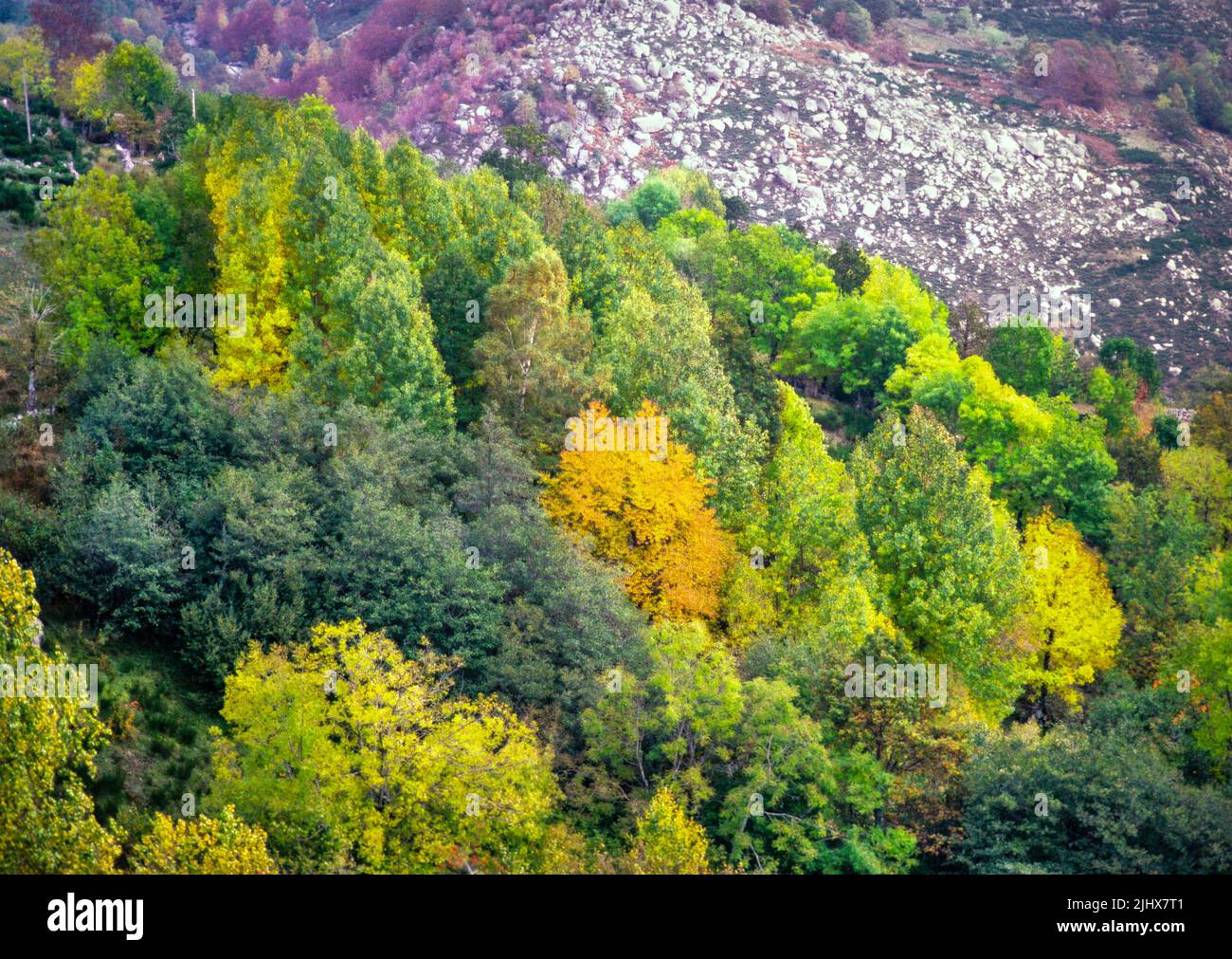 Deciduous trees of many colours autumn landscape, Mont Lozere, Cevennes national park, France Stock Photo