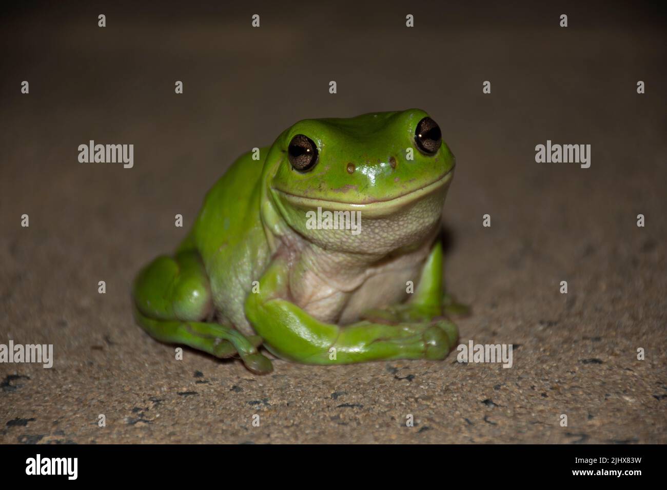 Happy cute frogs hi-res stock photography and images - Alamy Happy cute frogs hi-res stock photography and images - Alamy