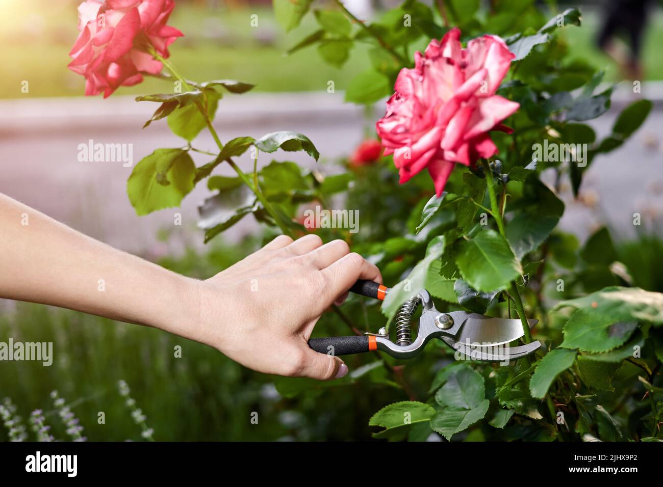 Girl pruning rose bushes with secateurs Stock Photo Alamy