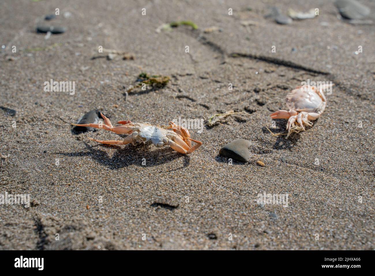 close up of crusteons crabs washed up on the beach with the tide and scavenged by gulls