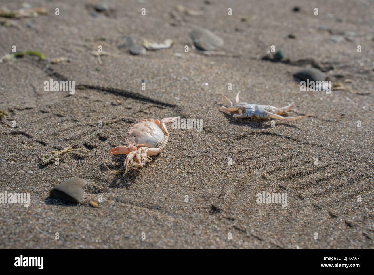 crabs washed up on the beach with the tide and scavenged by gulls Stock Photo Alamy