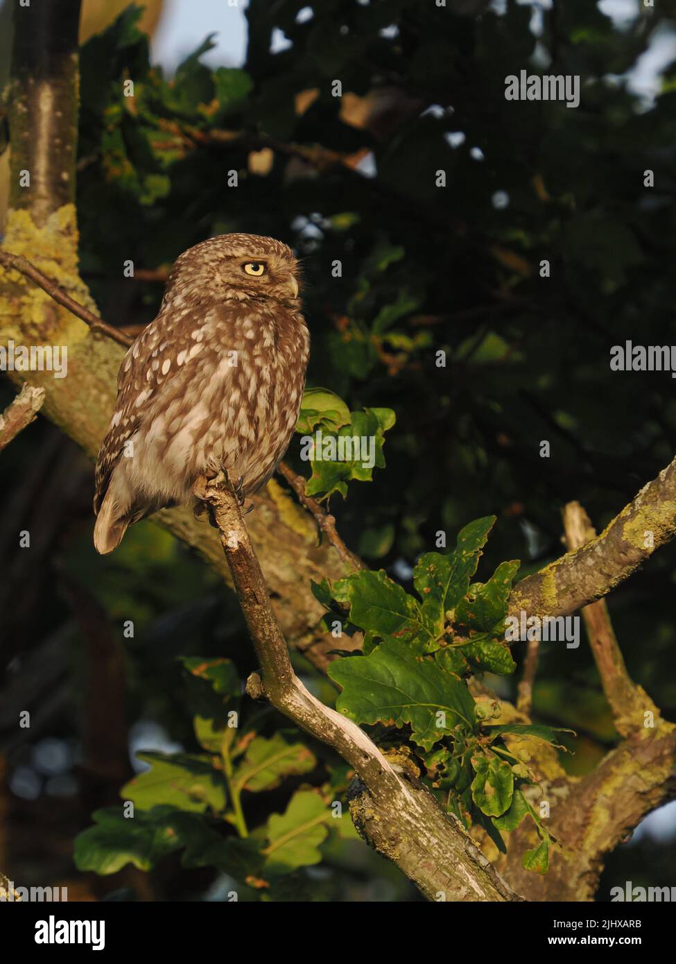 Little owl have favourite perches they use, often near farms or agricultural land. Stock Photo