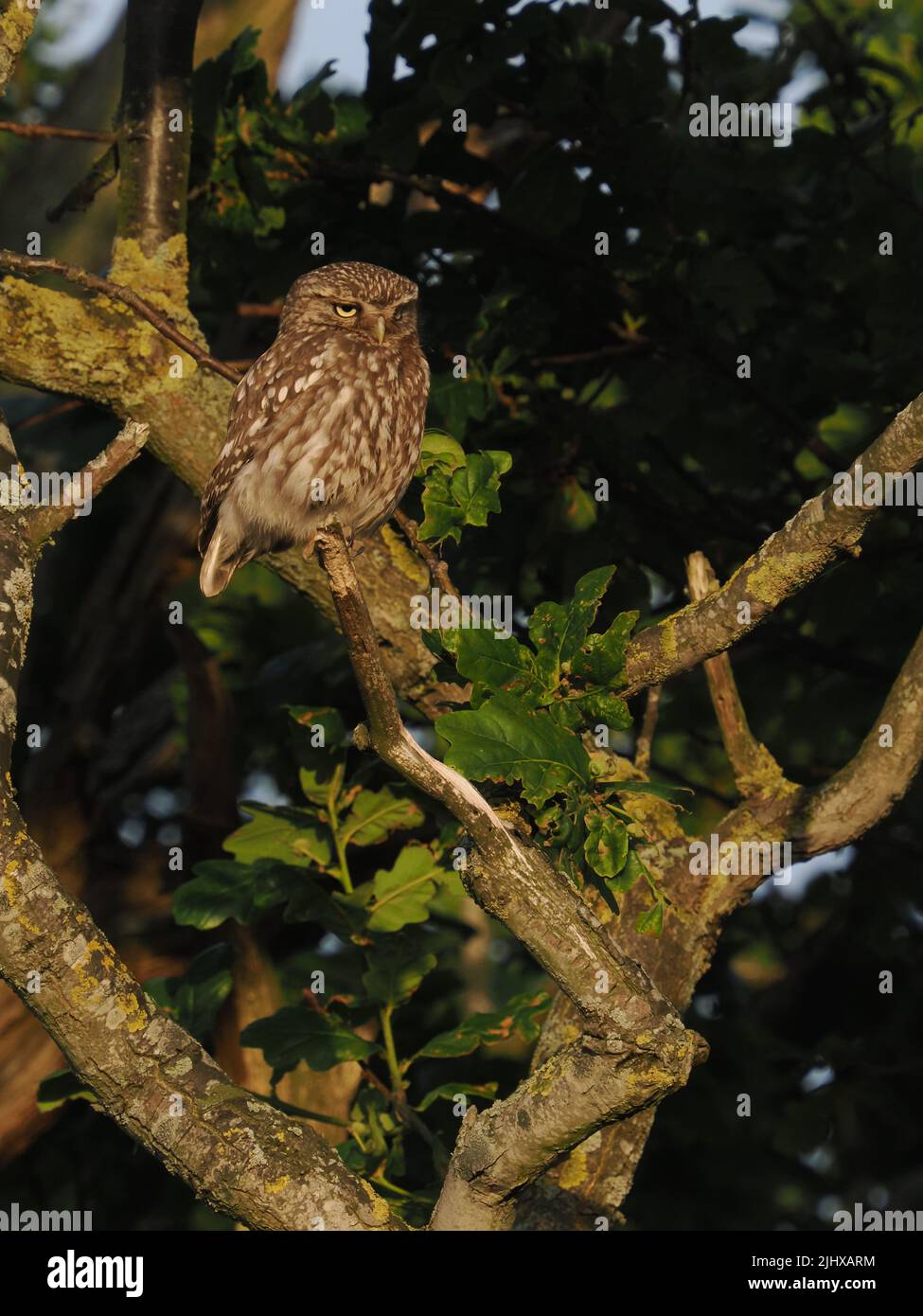 Little owl have favourite perches they use, often near farms or agricultural land. Stock Photo