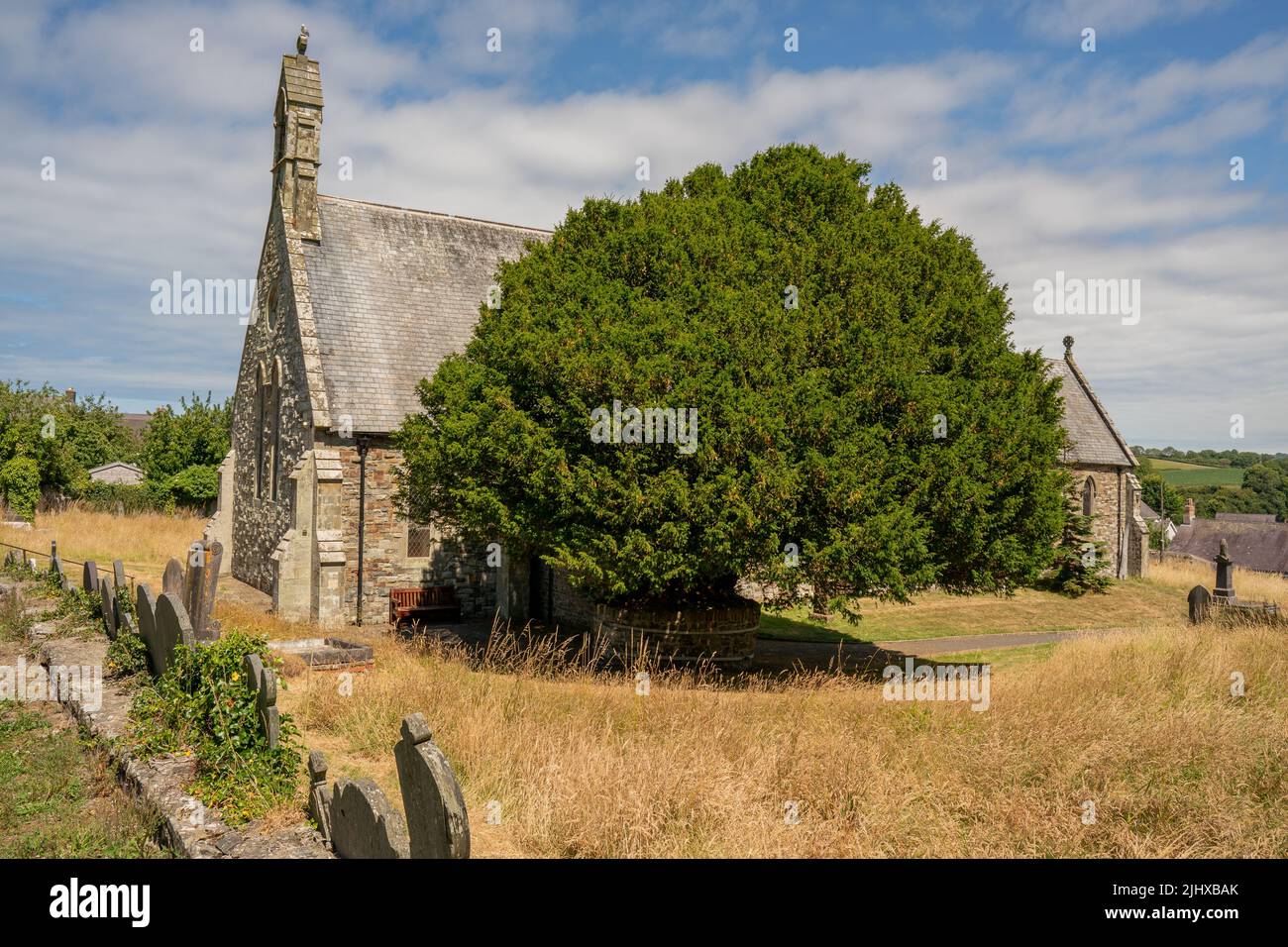 Ancient Old Traditional Yew Tree In A Church Yard In Wales Uk Stock