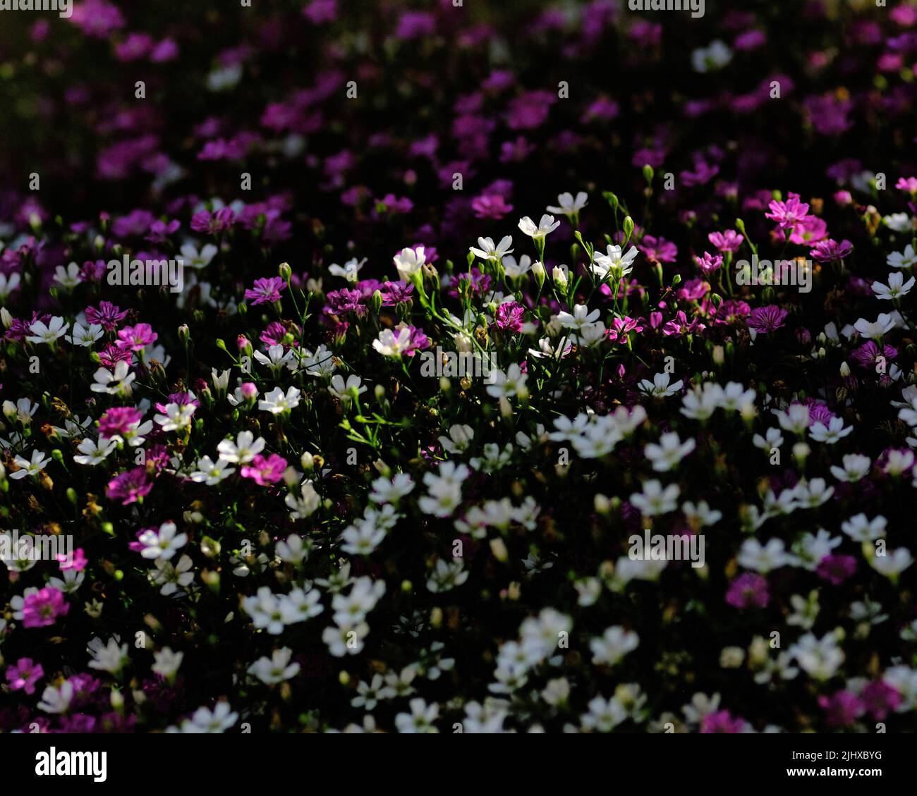Brunswick, Germany. 12th July, 2022. Bicolor baby's breath (Gypsophila muralis) blooms in a garden. Credit: Stefan Jaitner/dpa/Alamy Live News Stock Photo