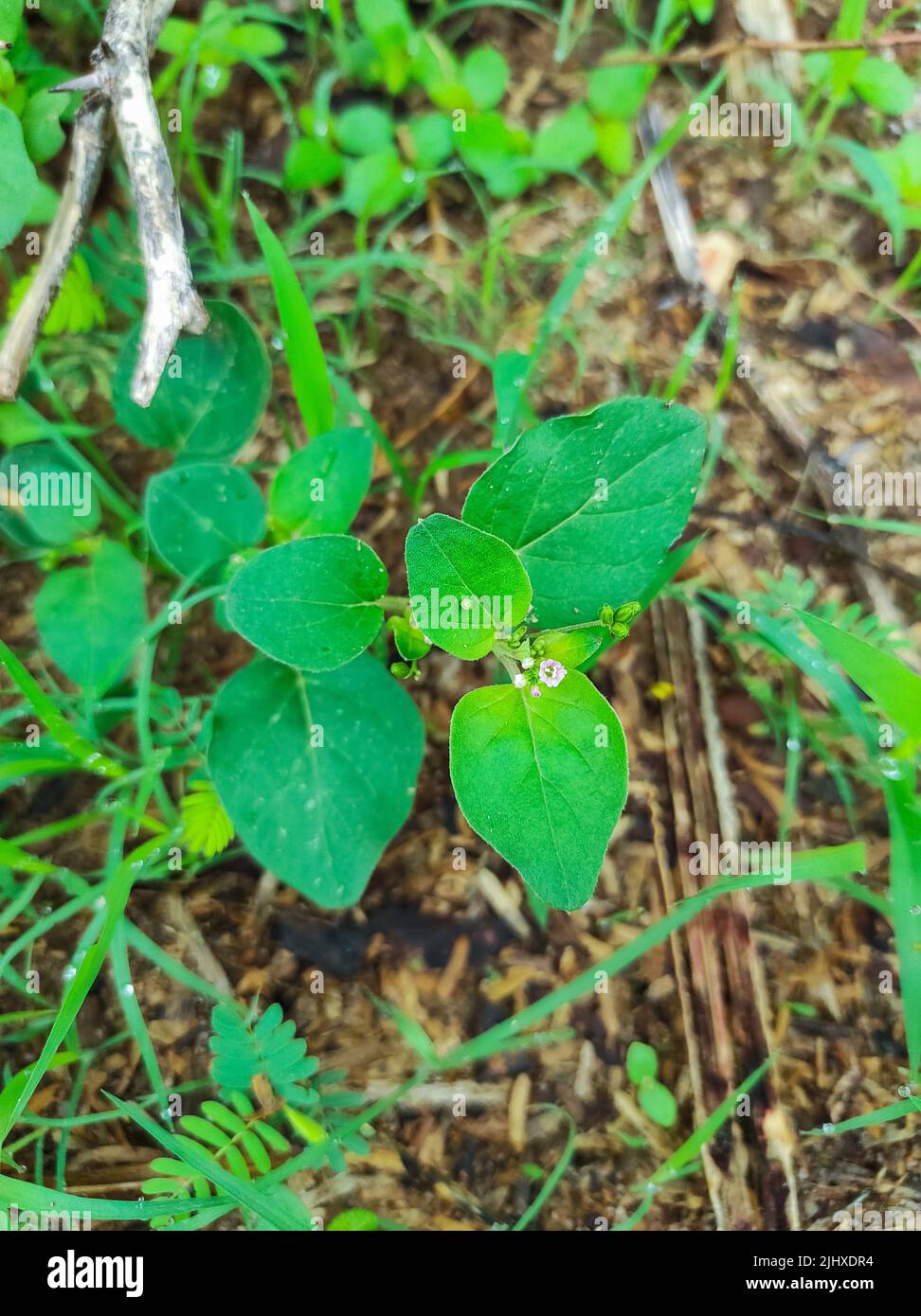 A Beautiful Shot Of Punarnava Flower Ayurvedic Medicine Plant Stock Photo