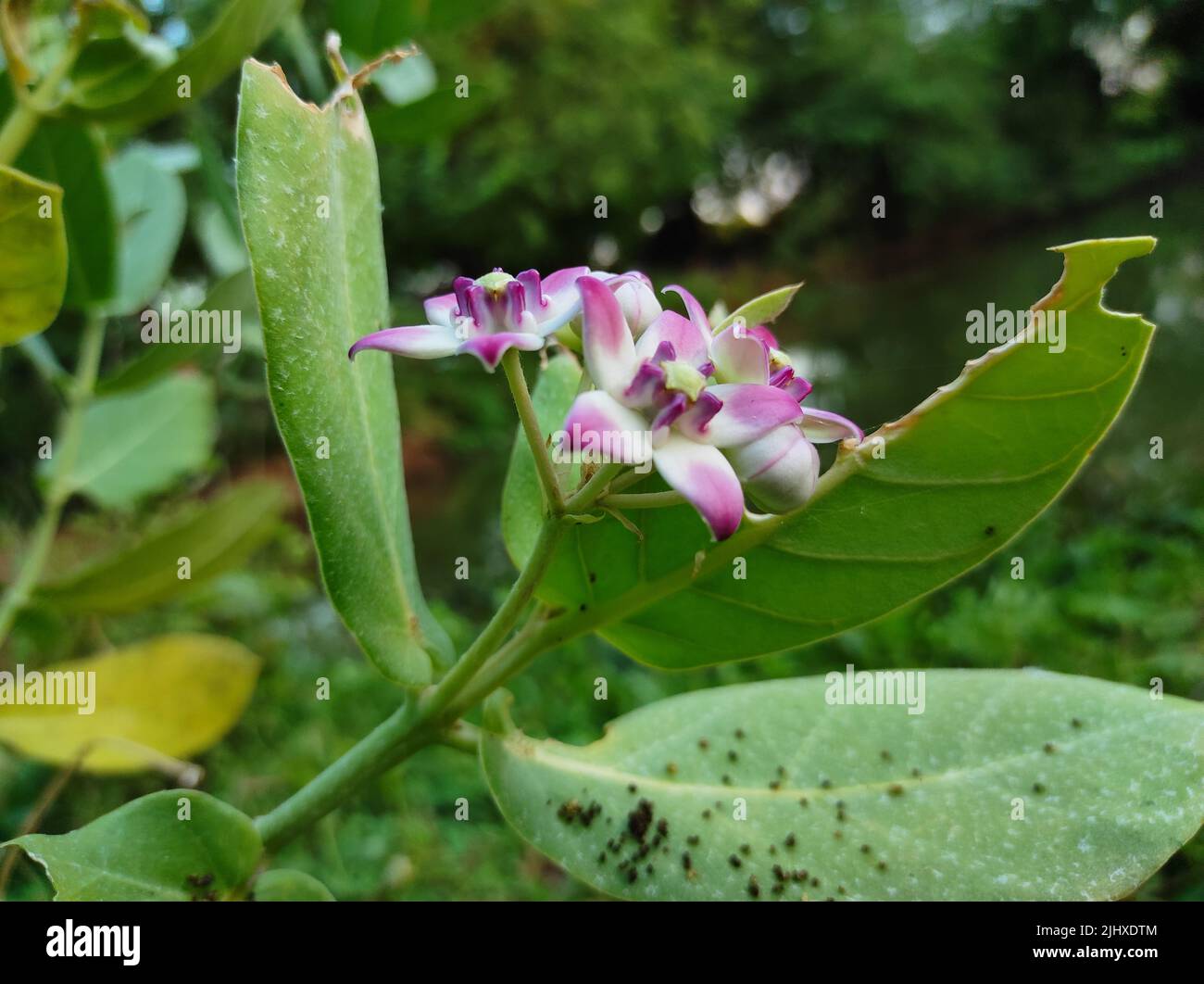 A Beautiful Shot Of Safed Aak Flowers Ayurvedic Medicinal Plants Stock Photo