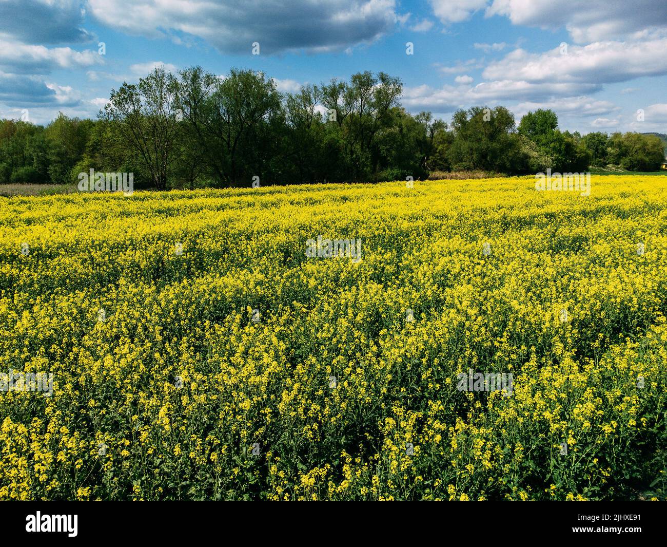A scenic aerial view of a beautiful rapeseed field on a sunny day Stock ...
