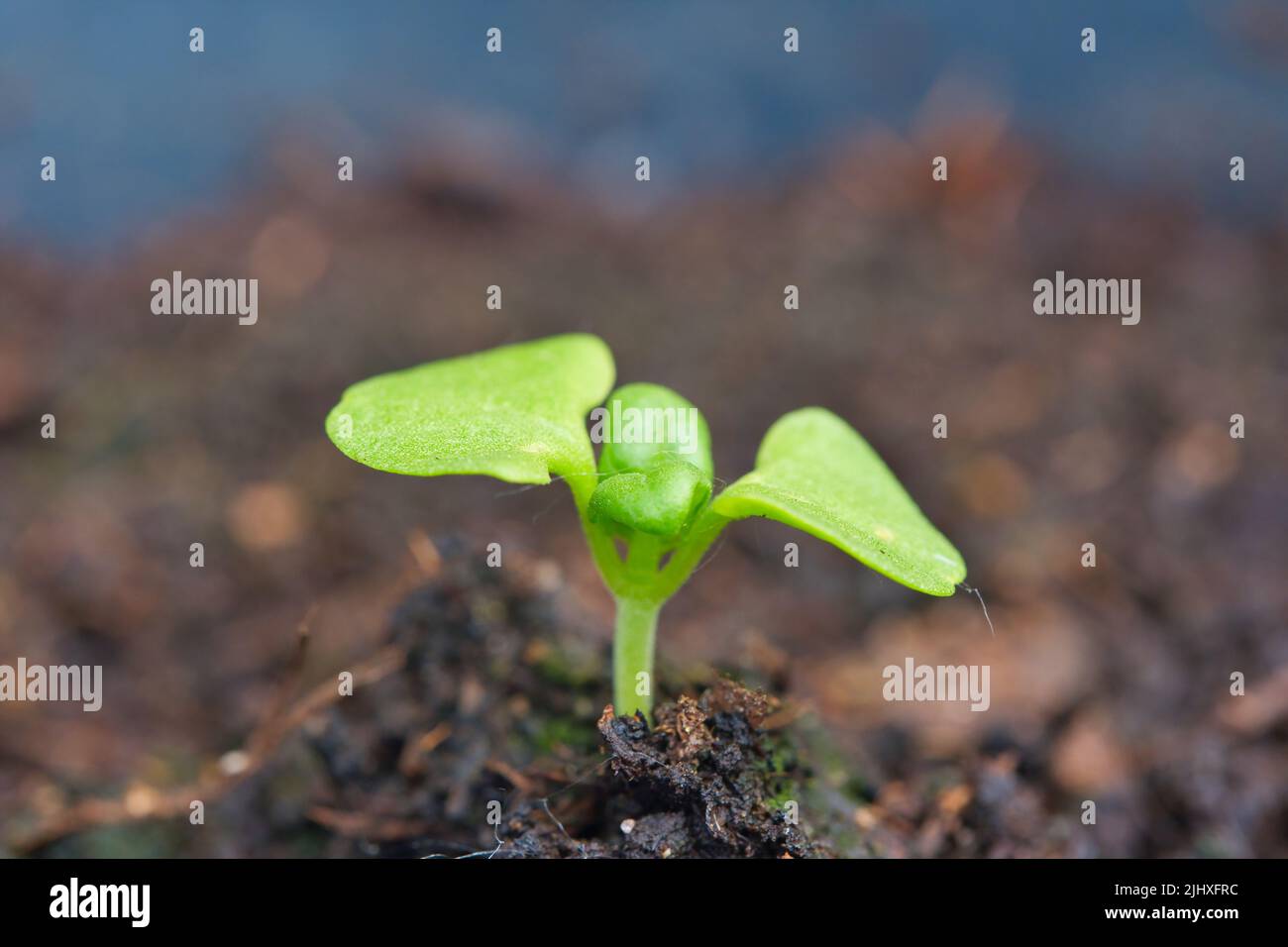 Holy basil seedling hires stock photography and images Alamy