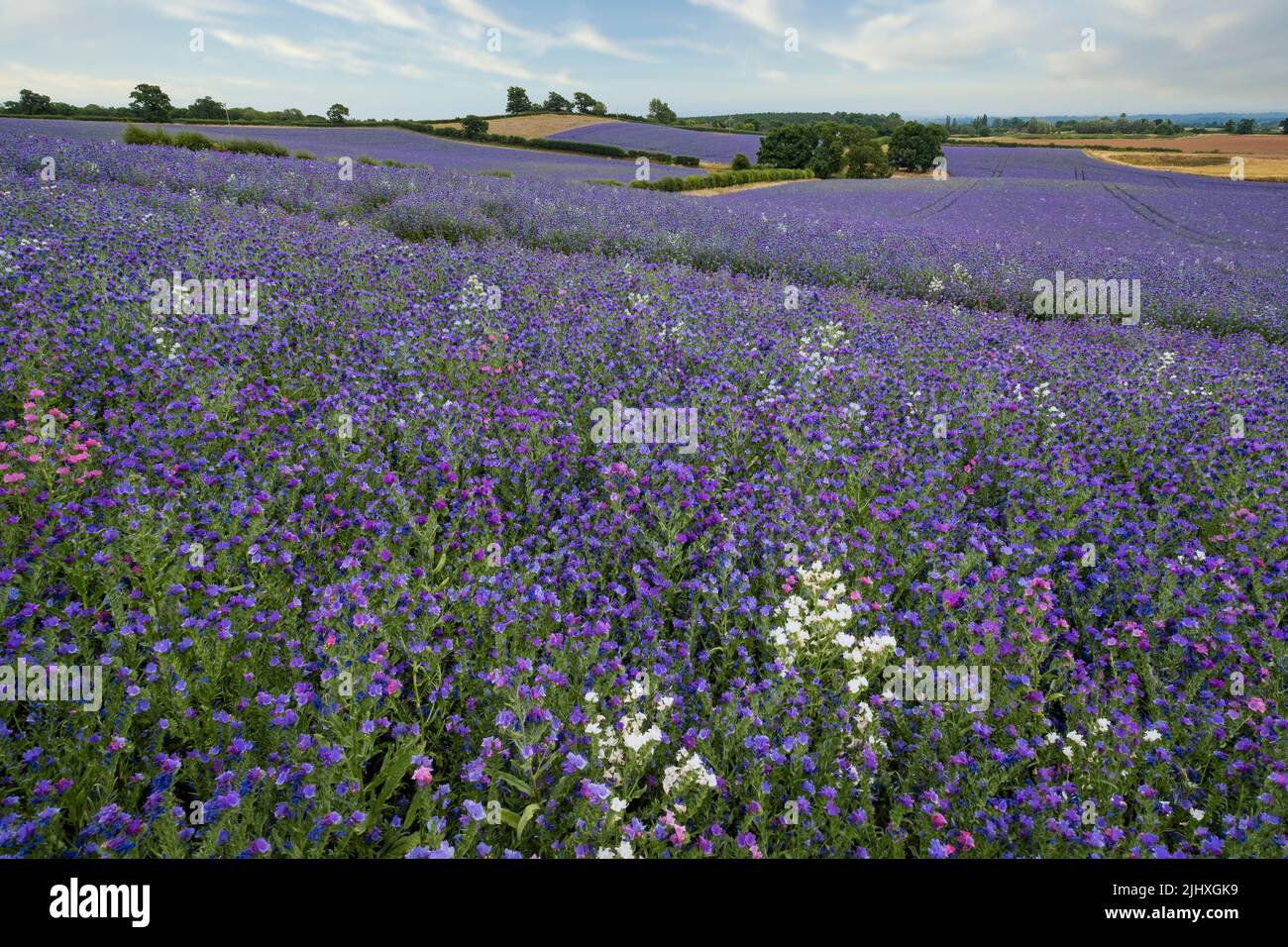 Fields of Echium Wild Flowers in the Warwickshire Countryside, England.  The flowers are also known as Vipers Buglos. Stock Photo