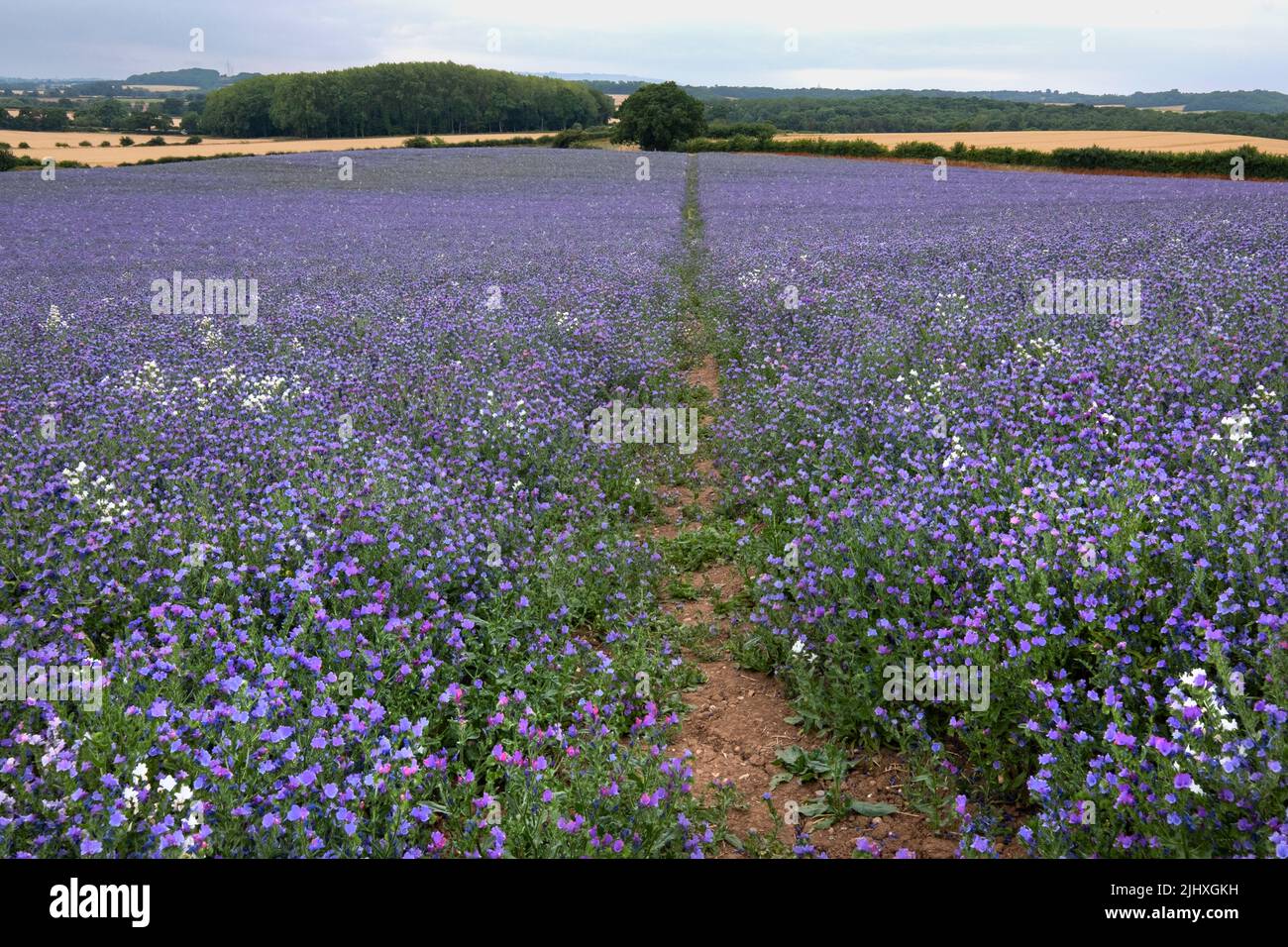 Fields of Echium Wild Flowers in the Warwickshire Countryside, England.  The flowers are also known as Vipers Buglos. Stock Photo