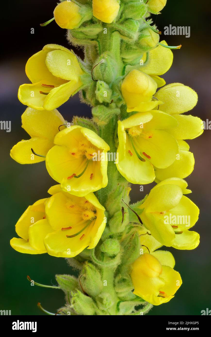 Mullein flowers Verbascum thapsus with buds in the meadow, closeup. Wild medicinal plant. Blurred  background. Trencin, Slovakia Stock Photo