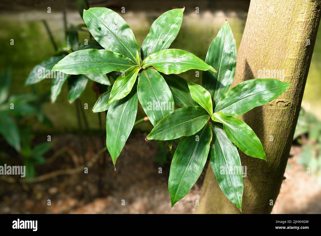 Leaves of tropical Queen's Spiderwort plant. Botanic name 'Dichorisandra Reginae' Stock Photo