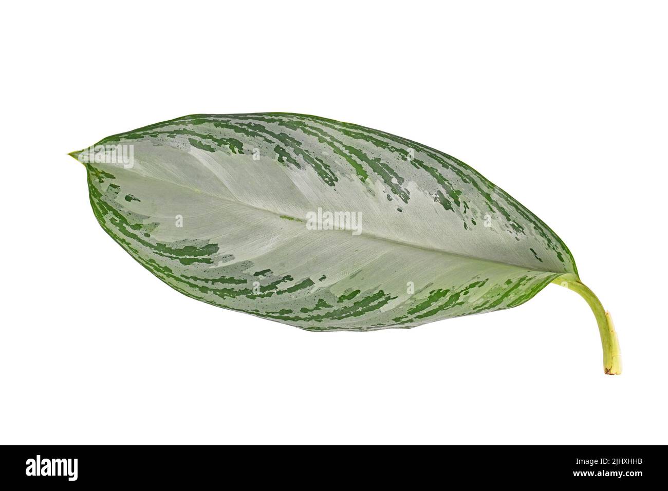 Leaf of tropical 'Aglaonema Silver Bay' houseplant with silver pattern on white background Stock Photo