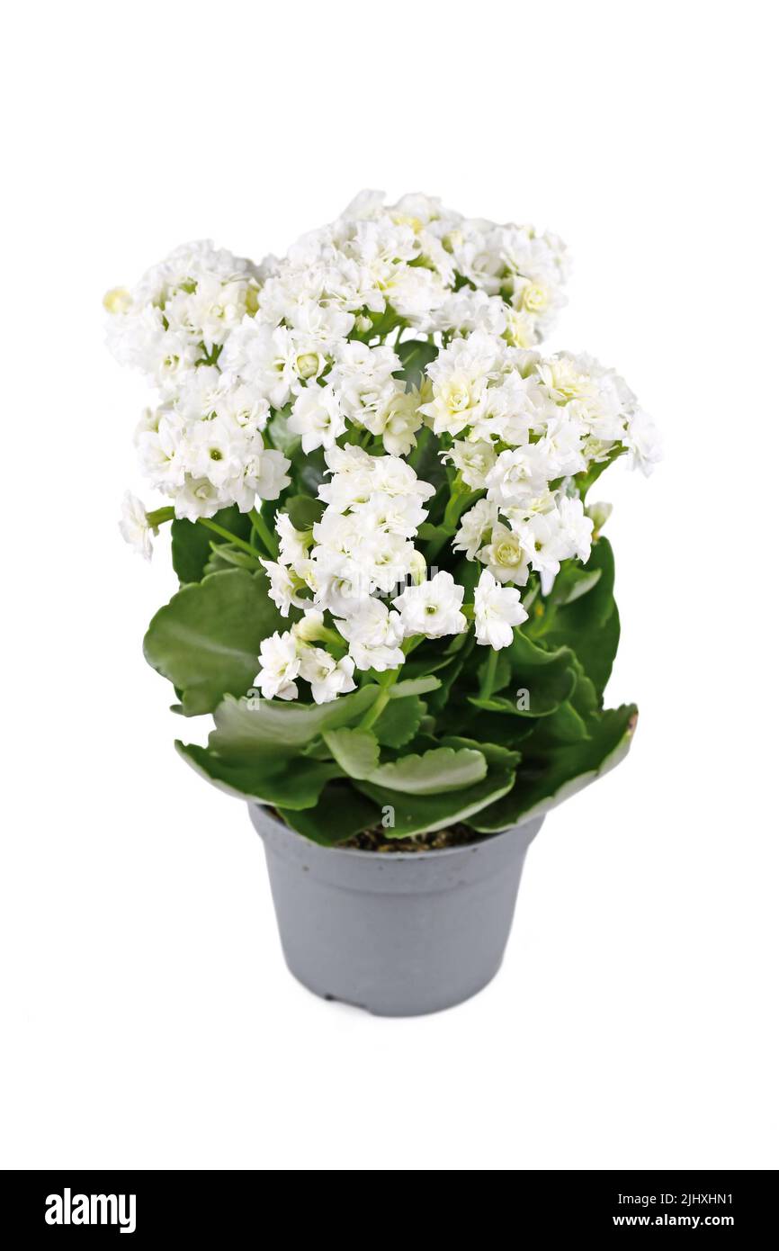 Potted Kalanchoe plant with white blooming flowers on white background Stock Photo