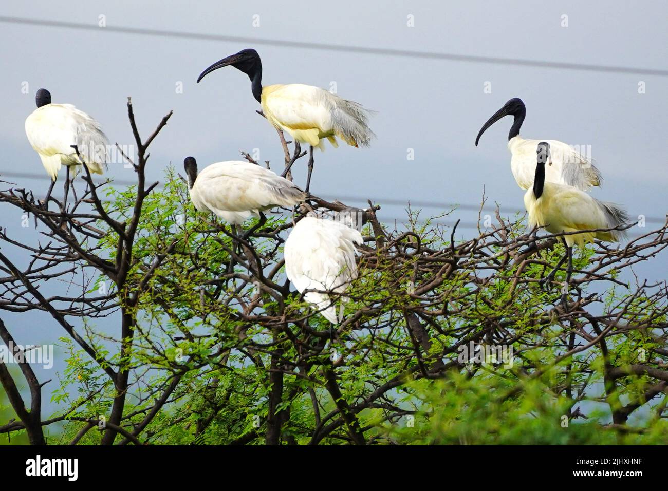 Black-Headed Ibis during monsoon session on the outskirts of Ajmer, Rajasthan, India on July 16, 2022. Photo by ABACAPRESS.COM Stock Photo