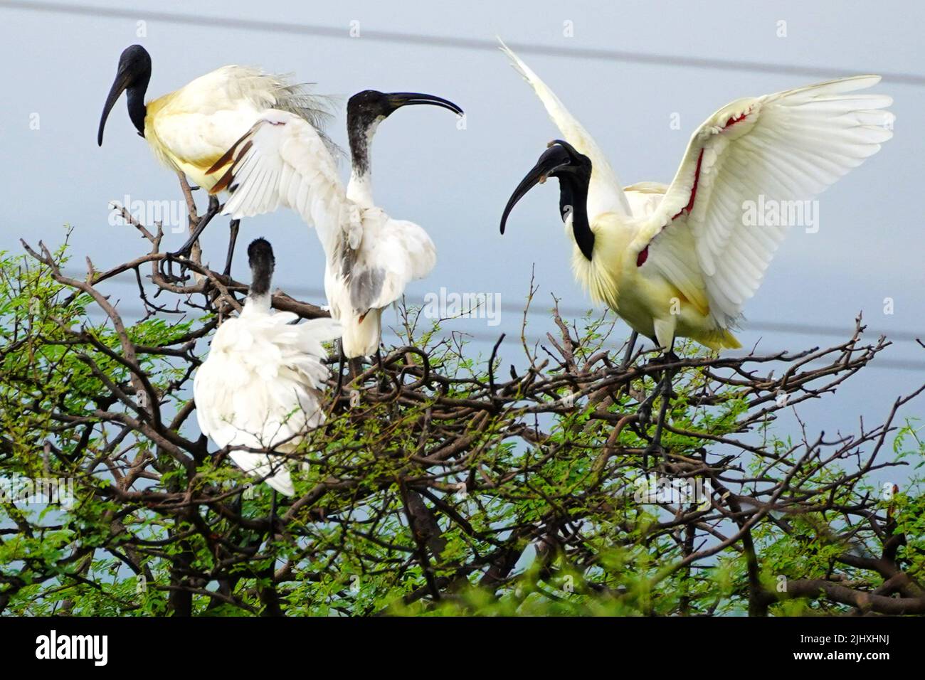 Black-Headed Ibis during monsoon session on the outskirts of Ajmer, Rajasthan, India on July 16, 2022. Photo by ABACAPRESS.COM Stock Photo