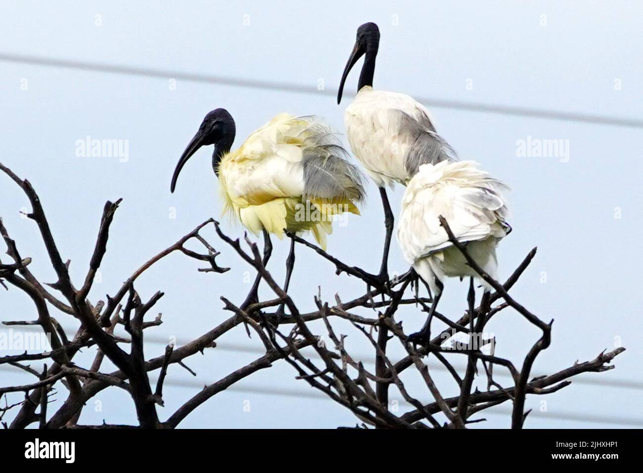 Black-Headed Ibis during monsoon session on the outskirts of Ajmer, Rajasthan, India on July 16, 2022. Photo by ABACAPRESS.COM Stock Photo