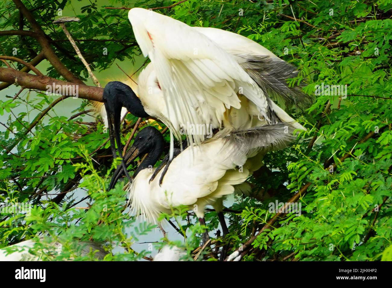 Black-Headed Ibis during monsoon session on the outskirts of Ajmer, Rajasthan, India on July 16, 2022. Photo by ABACAPRESS.COM Stock Photo