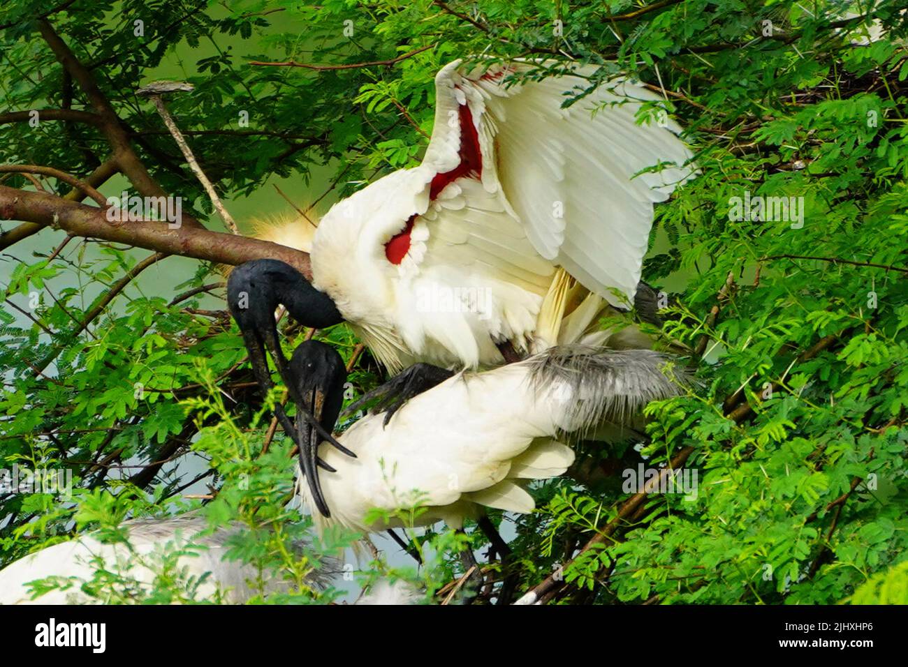 Black-Headed Ibis during monsoon session on the outskirts of Ajmer, Rajasthan, India on July 16, 2022. Photo by ABACAPRESS.COM Stock Photo