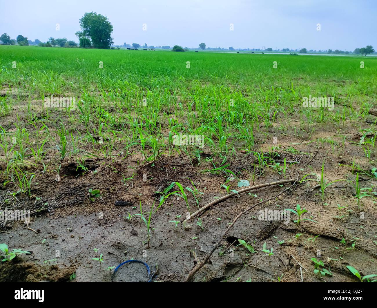 Indian rice grass growing hi-res stock photography and images - Alamy