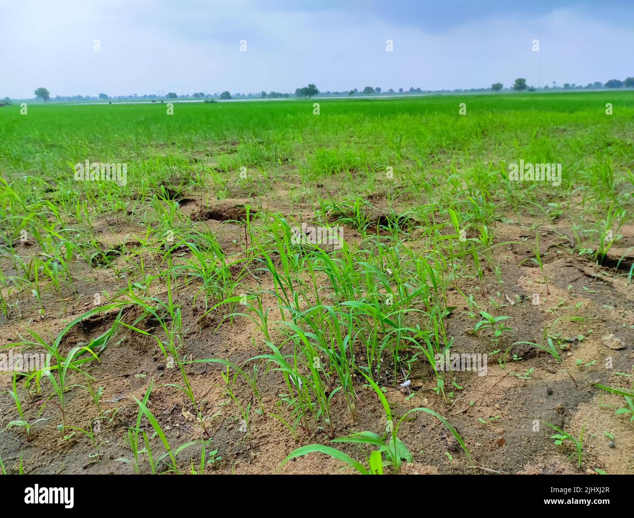 Indian rice grass growing hi-res stock photography and images - Alamy