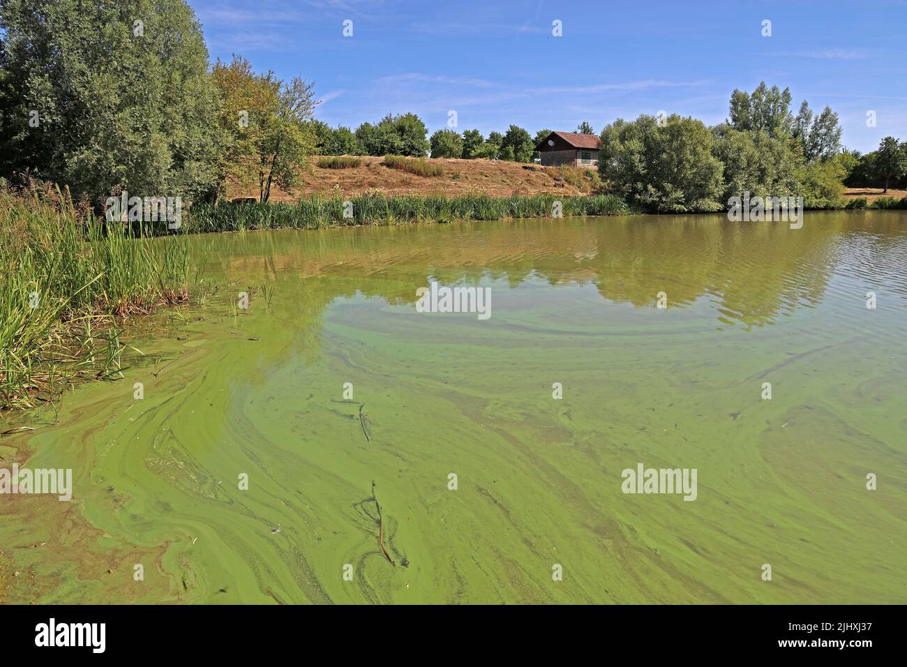 Dark green colored algae that fill the lake. Stock Photo